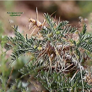 بذر گون کتیرا Astragalus verus