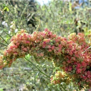 بذر کینوا Chenopodium quinoa
