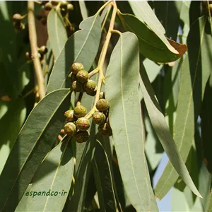 گیاه دارویی اکالیپتوس Eucalyptus