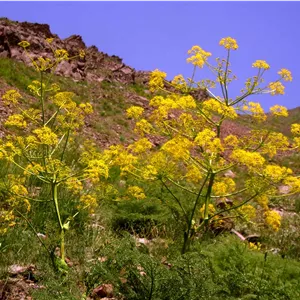 بذر آنغوزه Ferula assa-foetida
