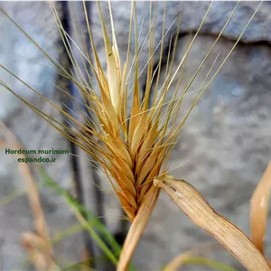 بذر جو موشک، جو شوره زار Hordeum murinum