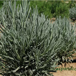 گیاه دارویی اسطوخودوس Lavandula officinalis