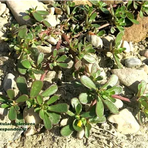 بذر خرفه Portulaca oleracea