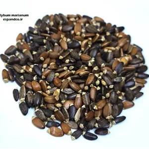 گیاه دارویی خار مریم Silybum marianum