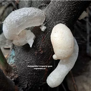گیاه دارویی صمغ ایرانی، زدو Amygdalus scoparia gum