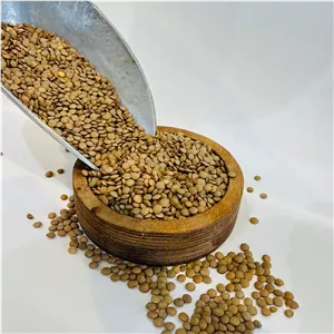 عدس درشت کانادایی
