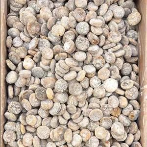 انجیر آردی سکه ای