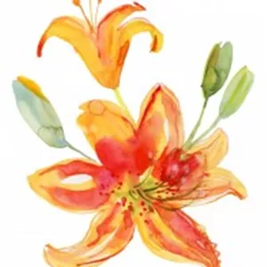 عکس نقاشی آبرنگ گل نارنجی