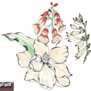 تصویر باکیفیت نقاشی آبرنگ گل و بوته