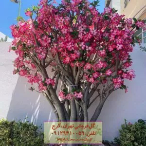 فروش گیاه آدنیوم برای ورودی ساختمان