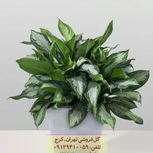گیاه آگلونما نقره‌ای برای دکوراسیون اتاق مطالعه