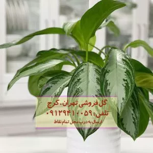 گیاه آگلونما نقره‌ای برای زیباسازی راهروی شرکت