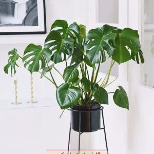 طراحی با برگ انجیری در مراکز خرید