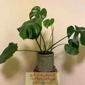 طراحی با برگ انجیری در کافه‌های فضای باز