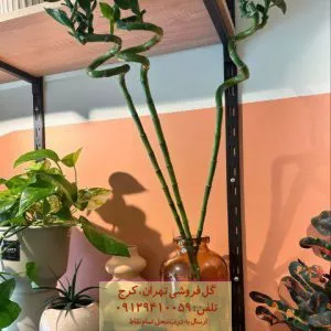 بامبو به عنوان گیاه زینتی برای روف گاردن