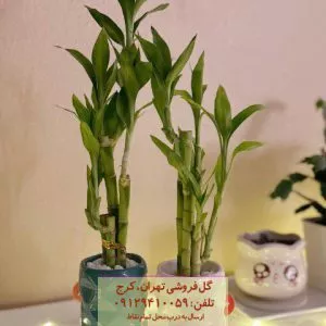 بامبو به عنوان گیاه مناسب برای فضاهای کوچک