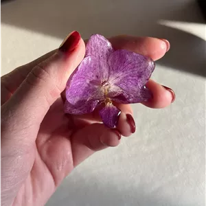 گل سینه ارکیده