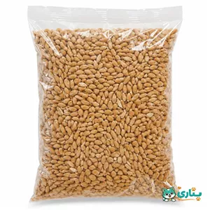 گندم قرمز مرغی (گندم دیم) | غذای مرغ، بوقلمون و کبوتر