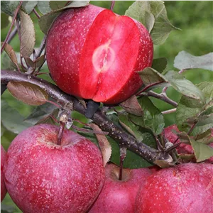 سیب تو سرخ اصل(خونی)