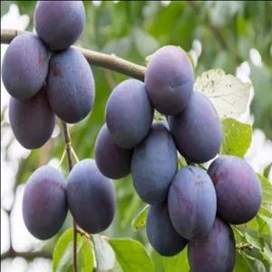 نهال آلو بخارا (خرمایی)