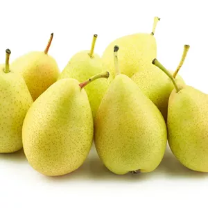 نهال گلابی ترکیه