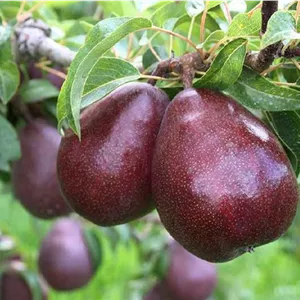 گلابی مشو