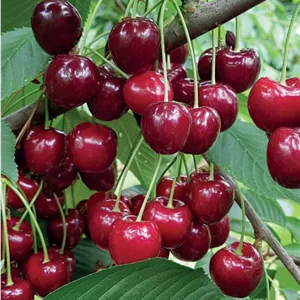 آلبالو گوشواره ای
