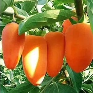 نهال خرمالو موزی