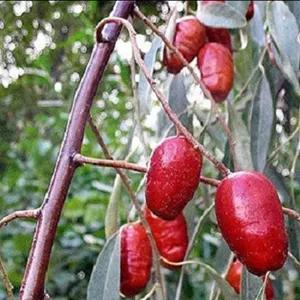 نهال سنجد حاج حسینی