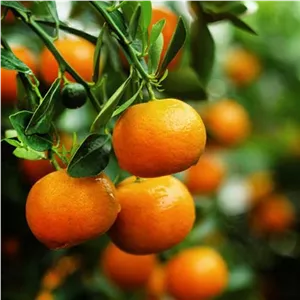 نهال نارنگی