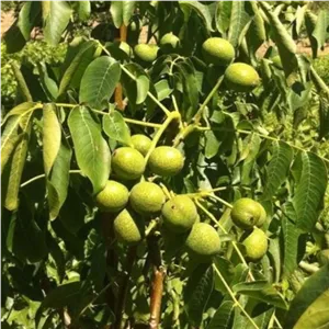 نهال گردو آلتای ترکیه