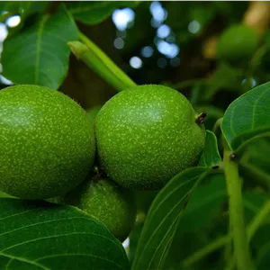 نهال گردو اسرائیلی