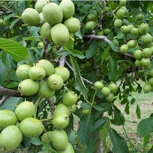 نهال گردو خوشه ای زود بازده