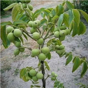 نهال گردو فرنور