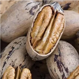 نهال گردو پکان