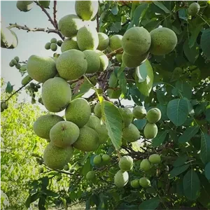 نهال گردو چندلر