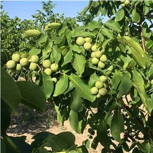 نهال گردو ژنوتیپ برتر