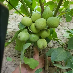 نهال گردو ژنوتیپ برتر