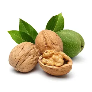 نهال گردو کوپه ای