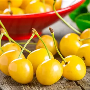 نهال گیلاس زرد