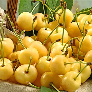 نهال گیلاس طلایی