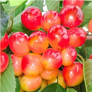نهال گیلاس پرتقالی