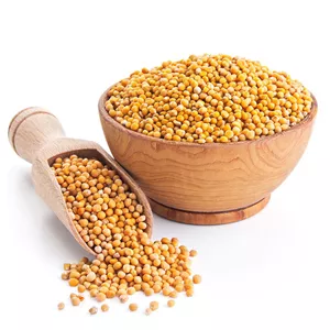دانه خردل زرد