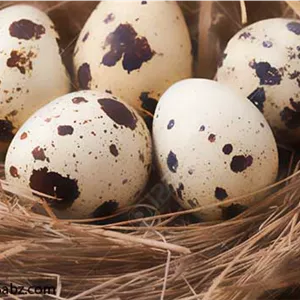 تخم بلدرچین 