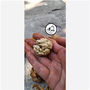 گردو (با پوست) سفید سامان درجه یک (با ۸0 درصد مغز سفید)