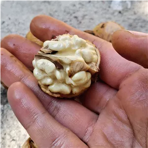 گردو (با پوست) سفید سامان درجه یک (با ۸0 درصد مغز سفید) فروش عمده