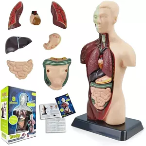 ماکت آناتومی بدن انسان ۸ تکه مولانژ | Human Anatomy Model 8 Pieces