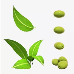 وکتور سه بعدی زیتون
