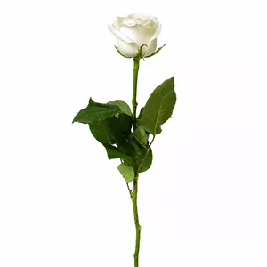 رز هلندی سفید یک شاخه