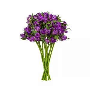 دسته آلسترومریا بنفش ده شاخه